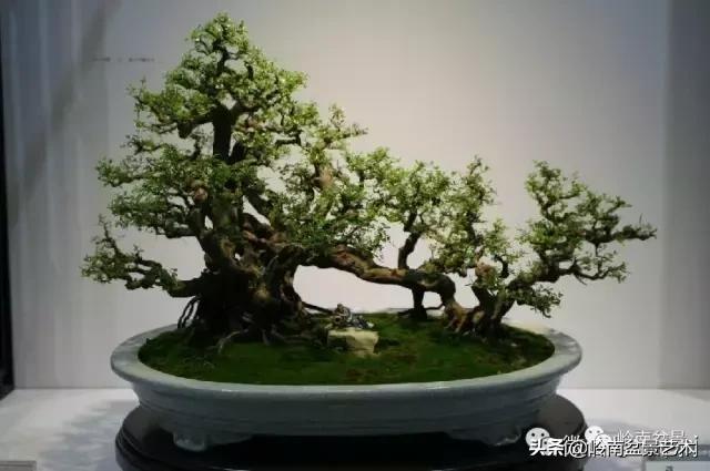 最美的100盆雀梅盆景,雀梅盆景第一年修剪视频