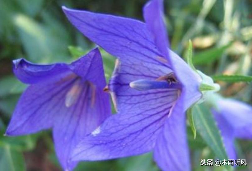 冬季适合种植什么中药材,适合夏季种植的五种中药材推荐