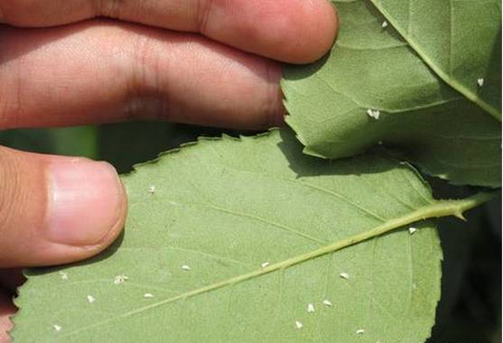都有哪些过期的药片可以养花,过期的养花药有哪些