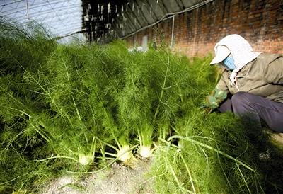 球茎茴香种植时间和方法,球茎茴香的种植与培育技巧