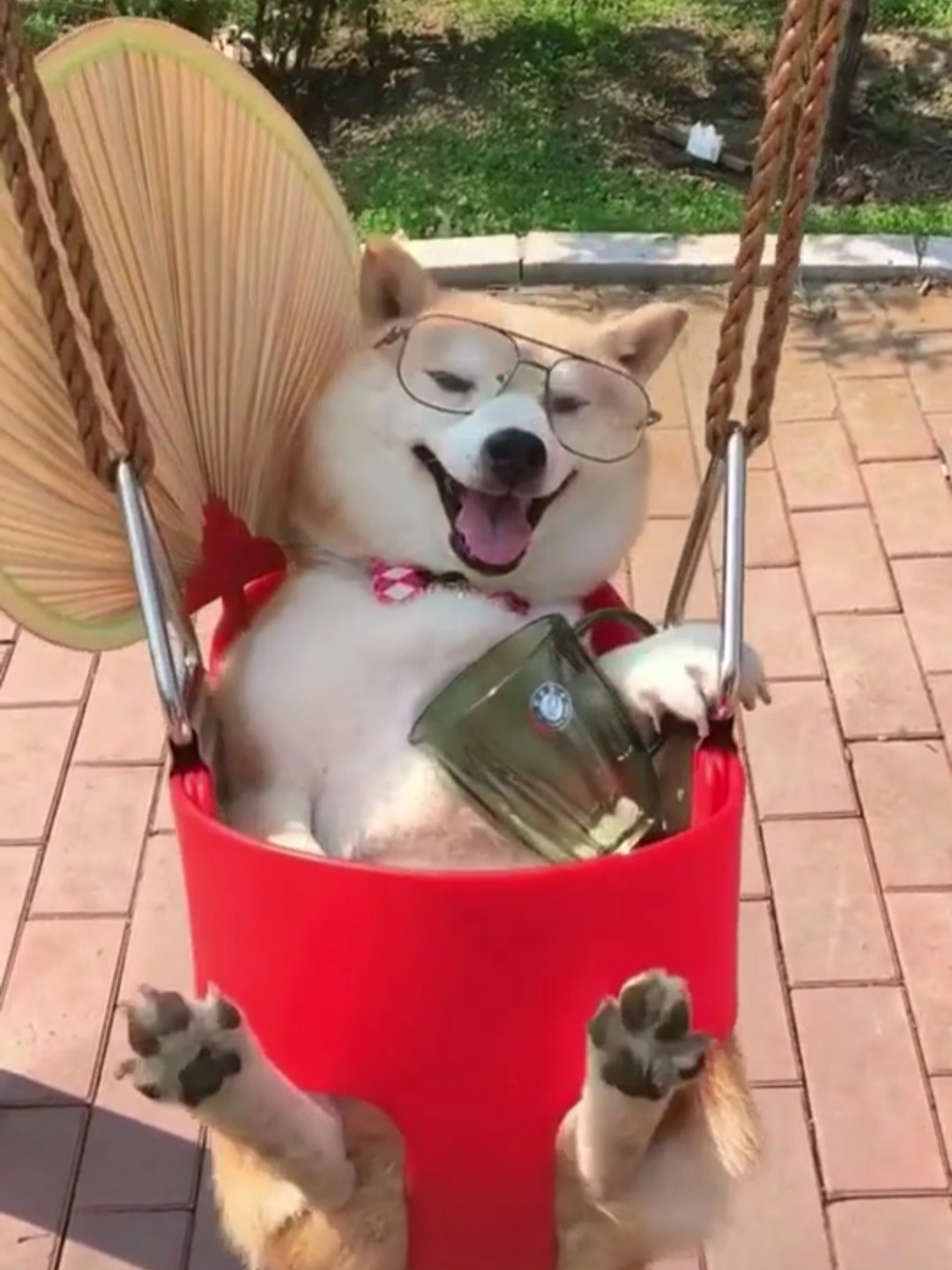 柴犬永远都是笑哈哈的样子萌死啦,柴犬的笑容治愈了多少人