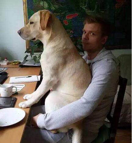 拉布拉多犬为什么不建议养,养拉布拉多犬的利弊分析