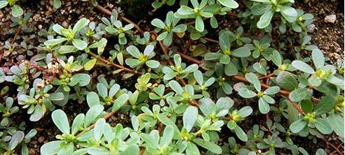 整合——28种青草药，赶快收藏备用！