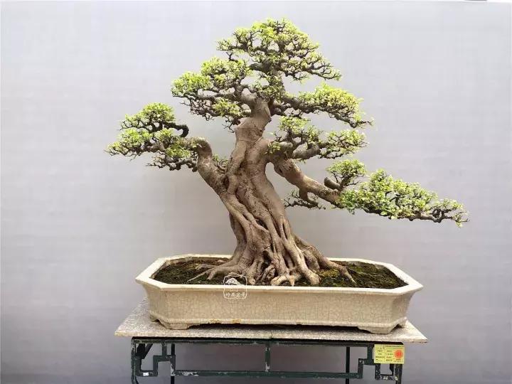 造型极美的盆景一起来欣赏,一组风吹出来的盆景欣赏动感十足