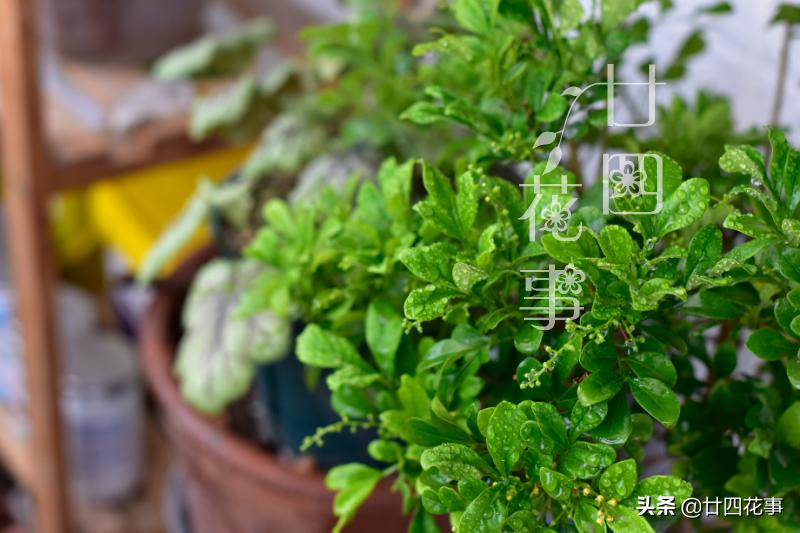 米兰冬季养护注意事项,米兰的冬季养护方法与要点