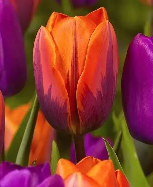 世界十大罕见花卉,世界名贵花卉高清大图