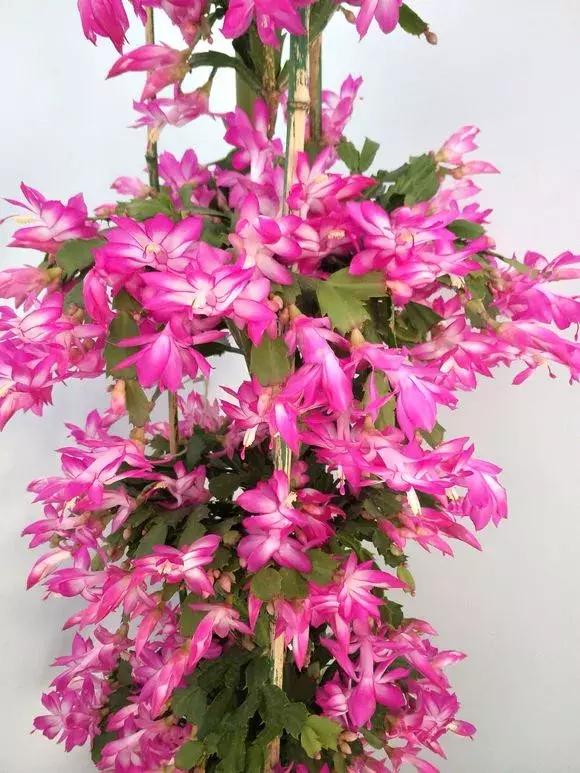 有没有啥特别好养又能开花的植物,几种开花漂亮又特别好养的植物