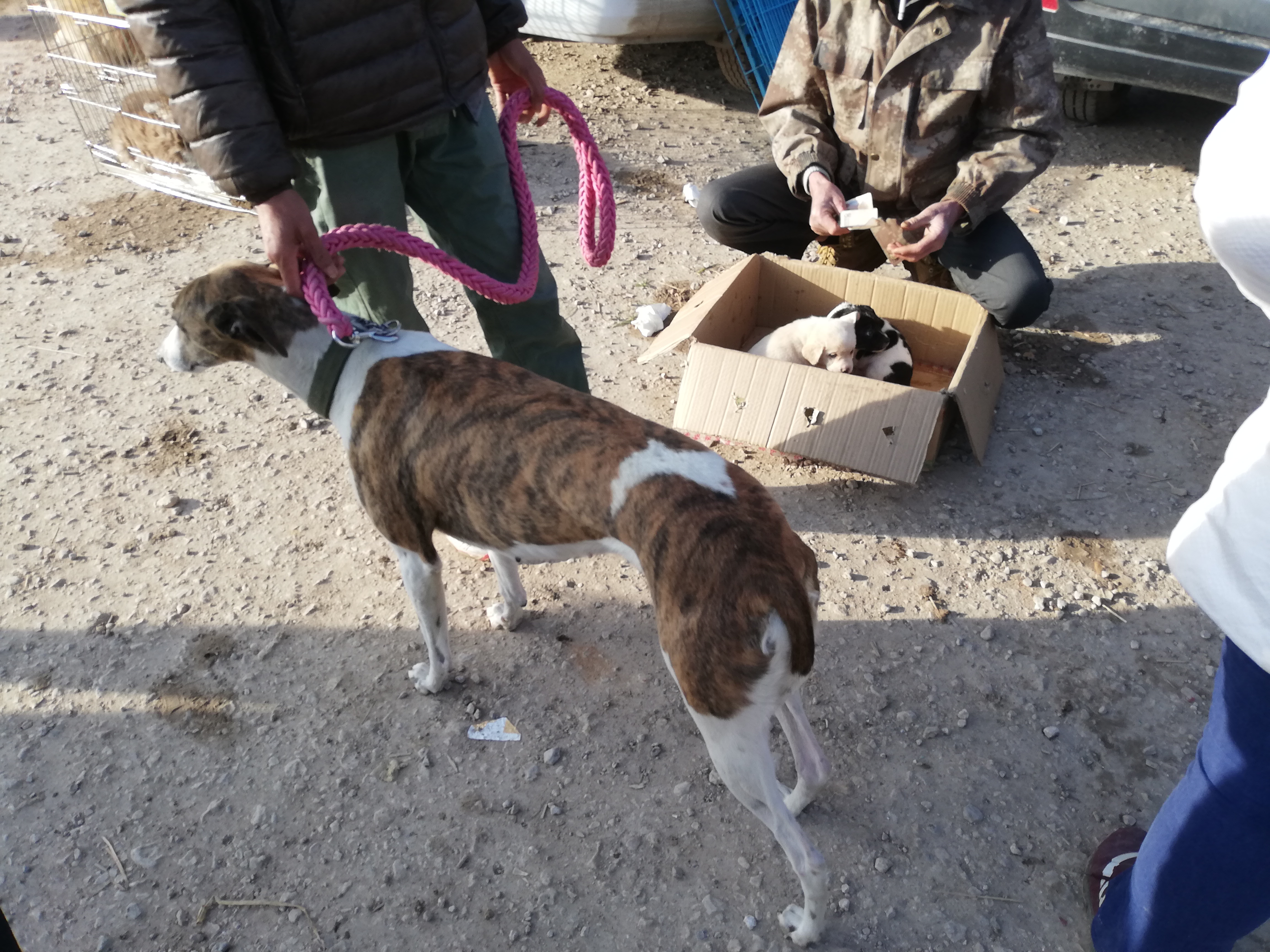 狗贩子纯种土狗,拉布拉多杂交土狗出售