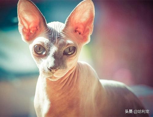 100元人民币的猫,身价不菲的猫排行榜