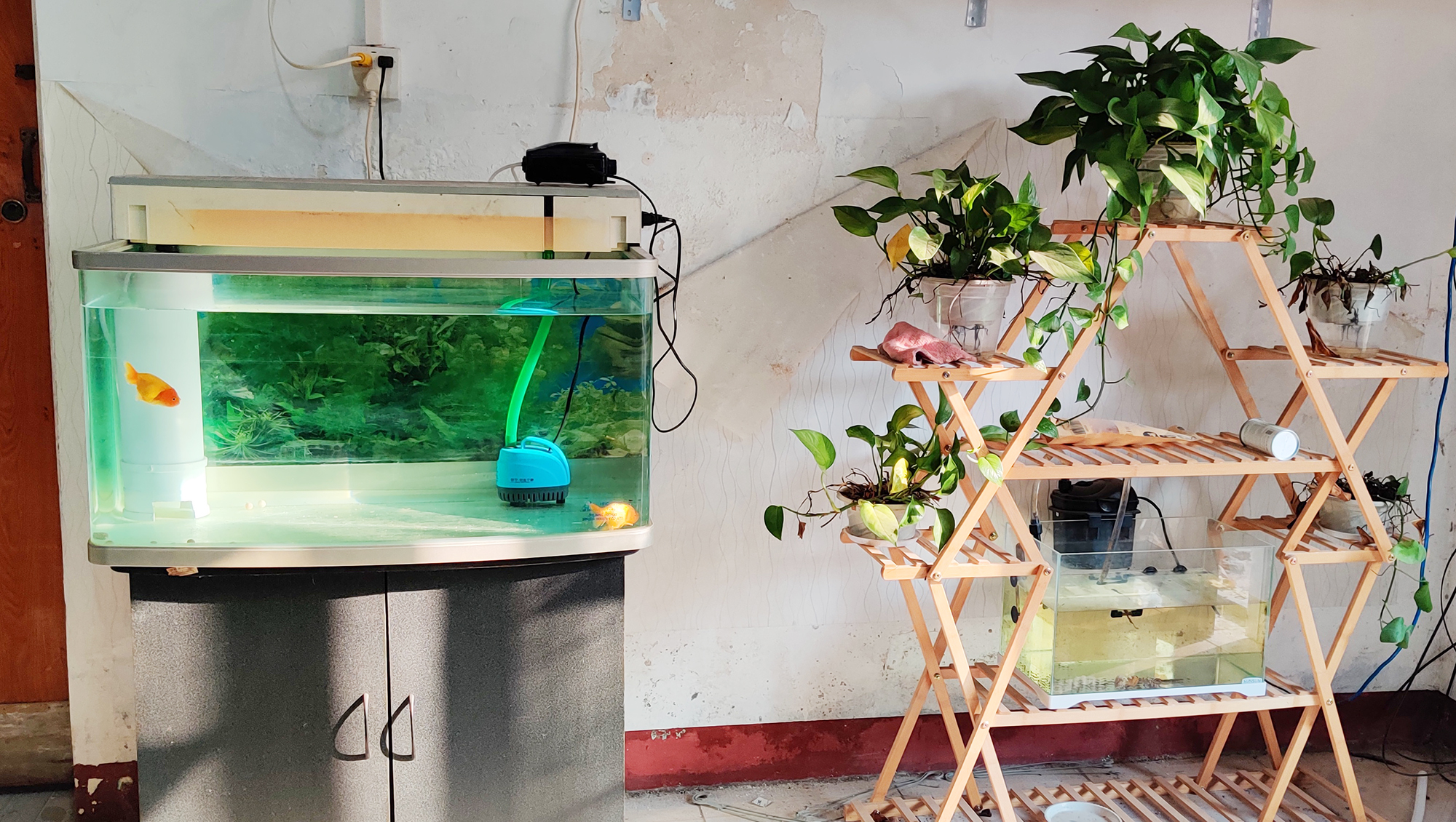 养鱼不死鱼的技巧和方法,养鱼不死鱼的三个绝招收下不用谢