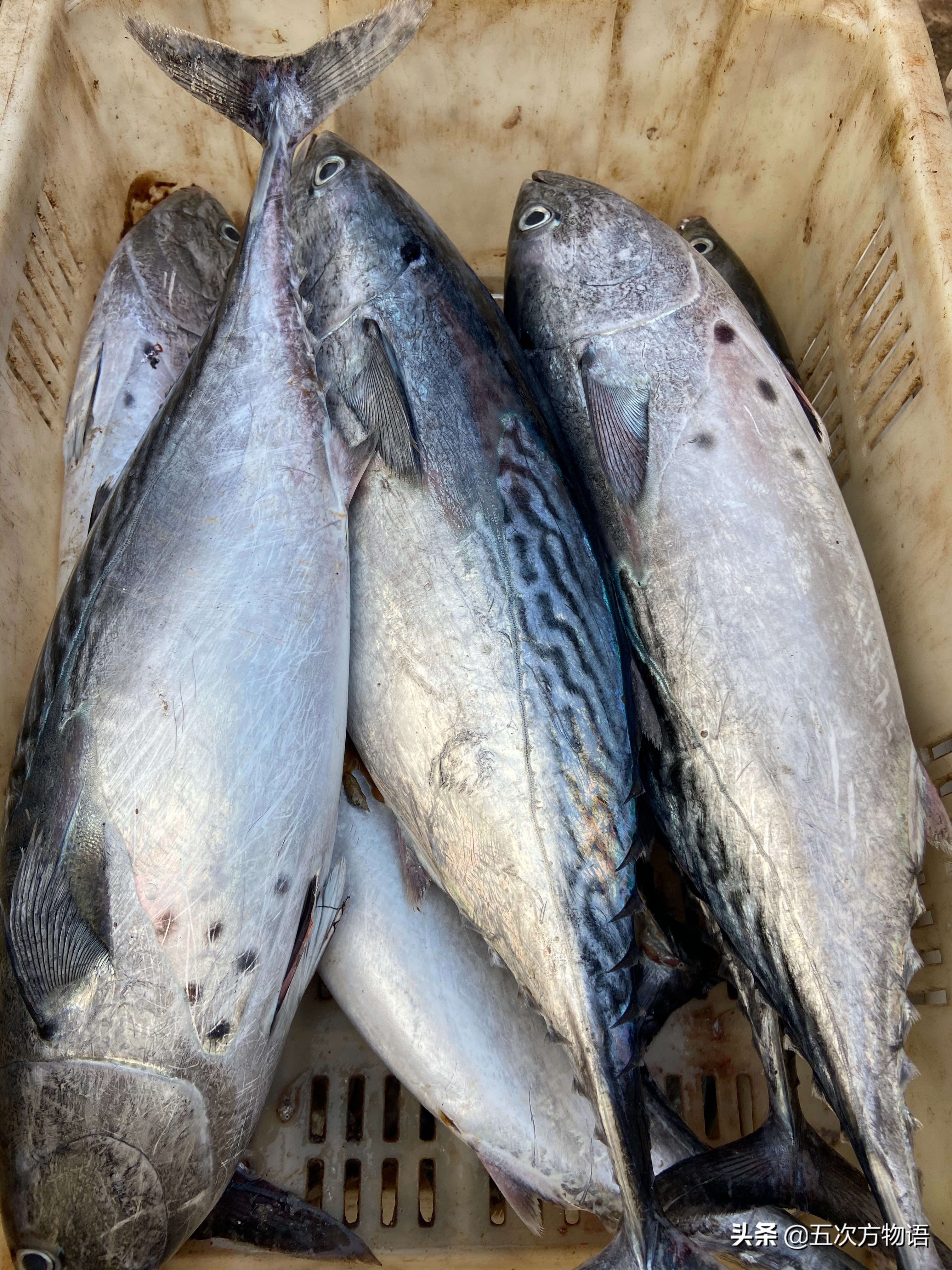 青岛开海了吃点什么海鱼好呢,去青岛吃哪些海鱼推荐