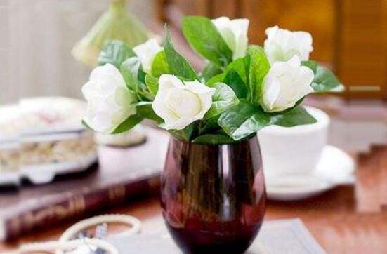 栀子花水培和土培哪种好养,栀子花修剪栀子花扦插水培