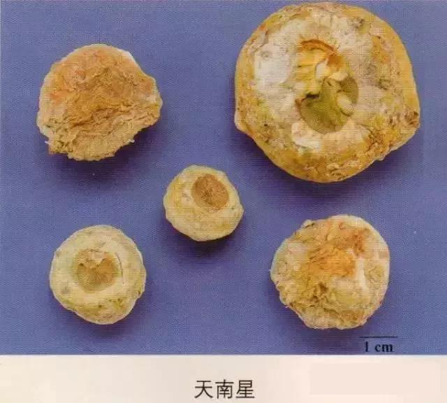 中药材图片大全大图带药名,200多味中药材图谱带图