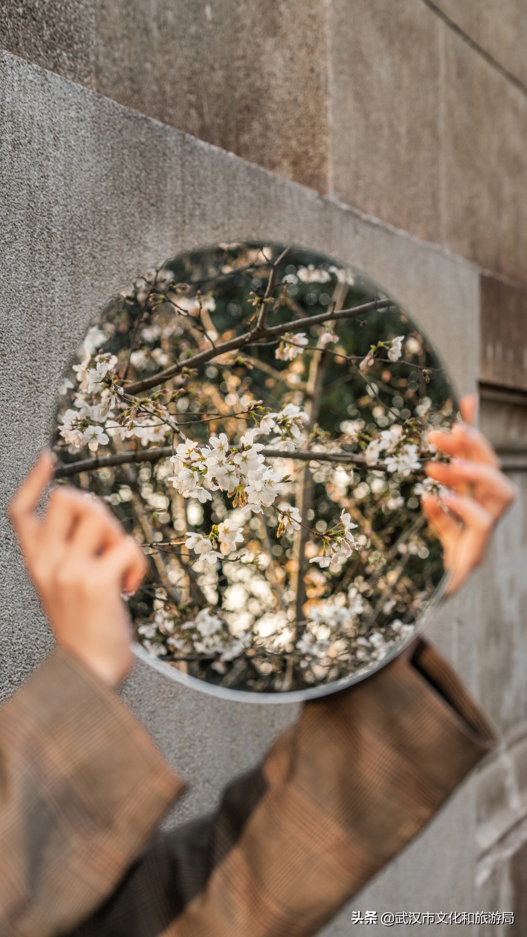 武汉东湖樱花门票,武汉看樱花的景点