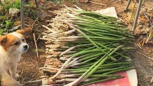 白色总比绿色贵，其实都是智商税，以后别被骗了，网友：都是炒作