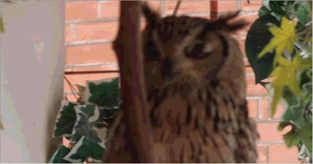 不期而遇：同猫头鹰的短暂邂逅，让我彻底爱上了这个小家伙