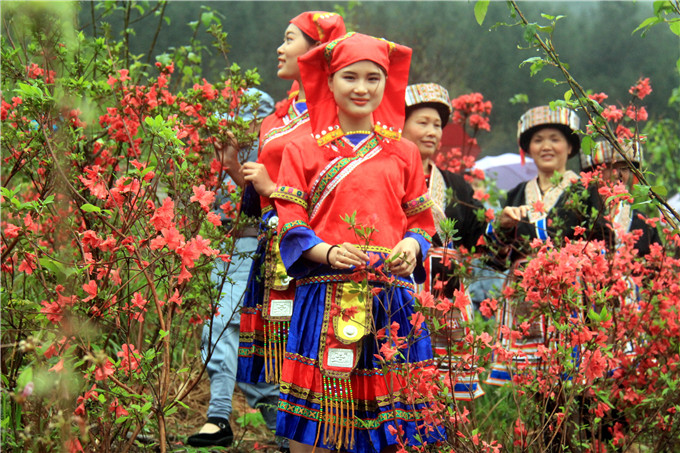 广东杜鹃花风景区最佳观赏期,清远金子山杜鹃几月份开