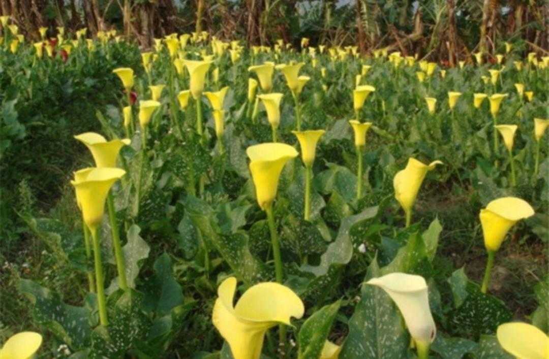 黄花马蹄莲叶子形状,红黄花马蹄莲图片