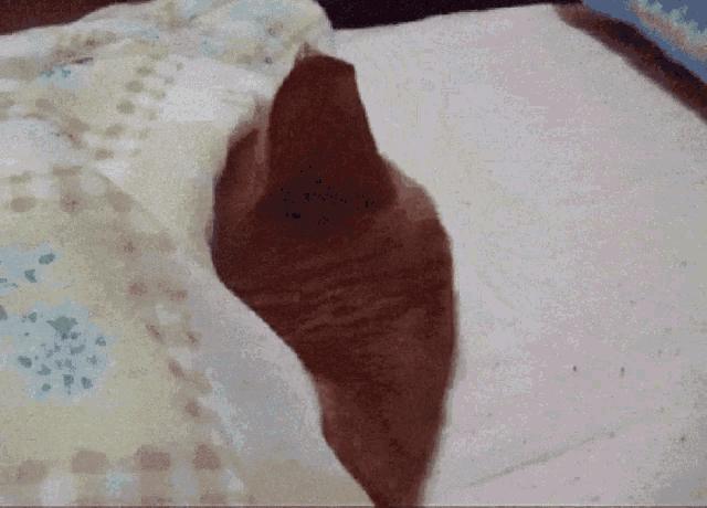 关于圆周率纪念日,圆周率纪念日是几月几日