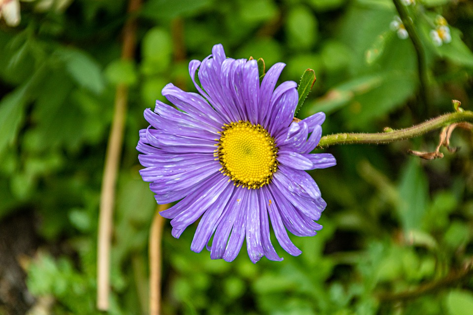 能力出众气质出色的星座值得拥有,学习能力最强的星座前5名排名