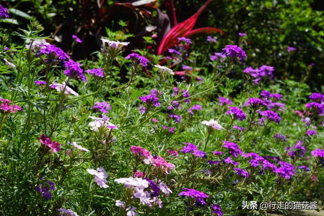 成都，为了吃值得专程来一趟，6处必打卡景点+当地人都爱的美食