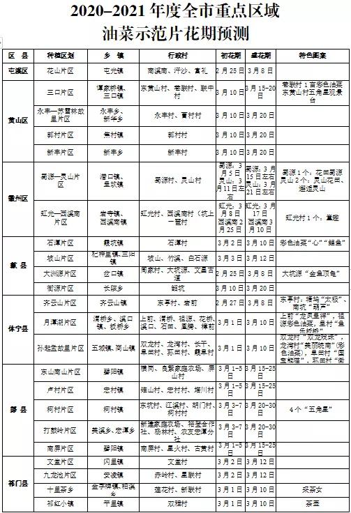黄山踏青油菜花图片,黄山油菜花景观进入最佳观赏期