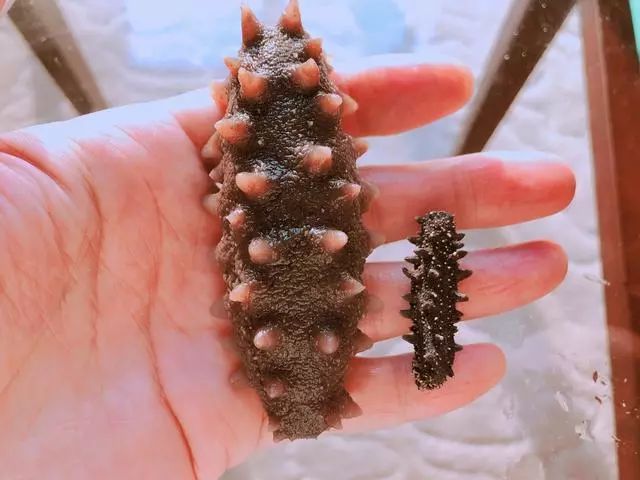 最全面的海参泡发方法太实用了,泡发海参煮还是蒸方法大全