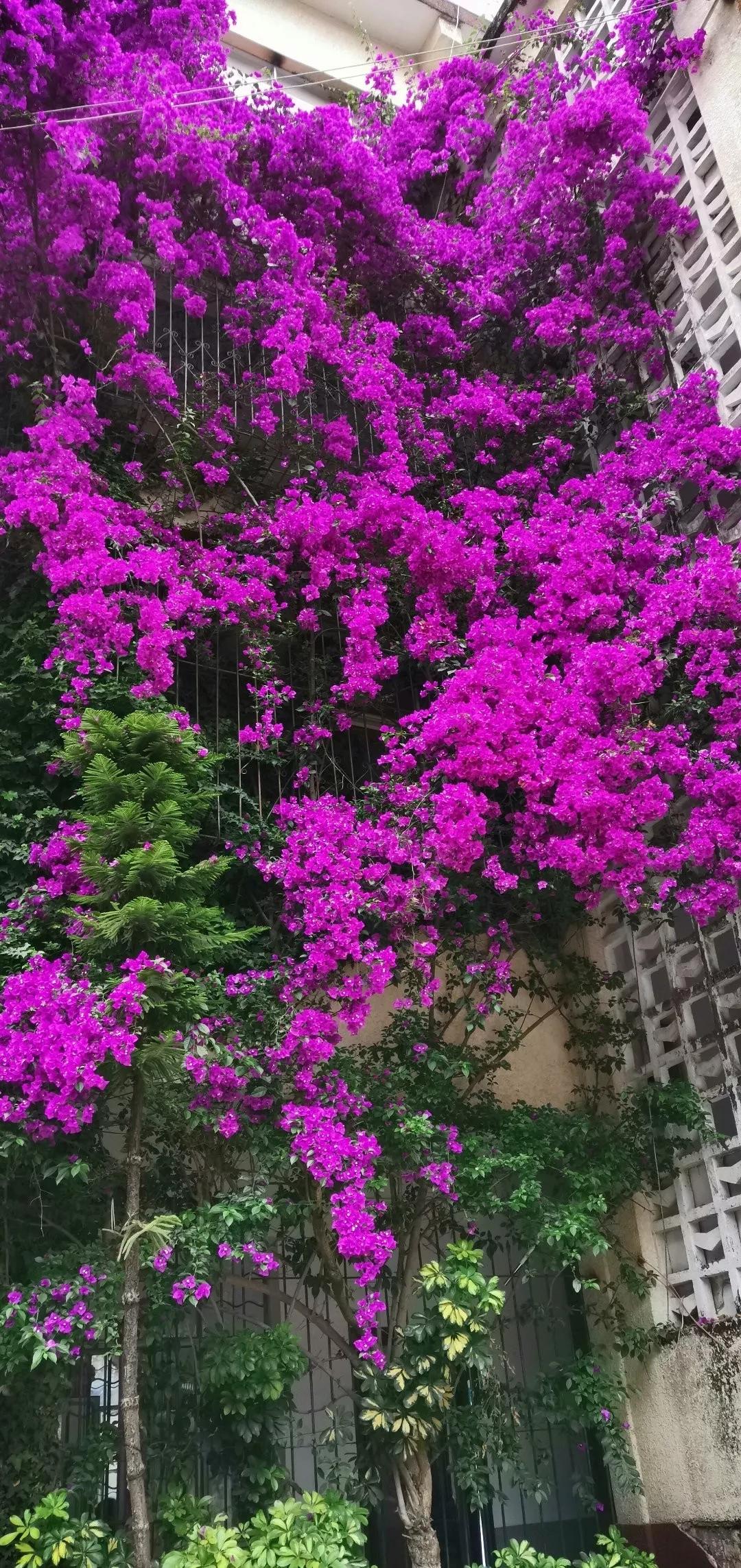 花期300天又很香好养的花适合北方,推荐几款耐寒一年四季开花的花