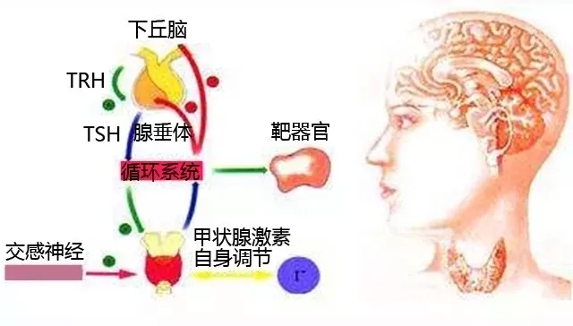 促甲状腺激素0.115是甲亢还是甲减,促甲状腺激素偏高多少才算甲减
