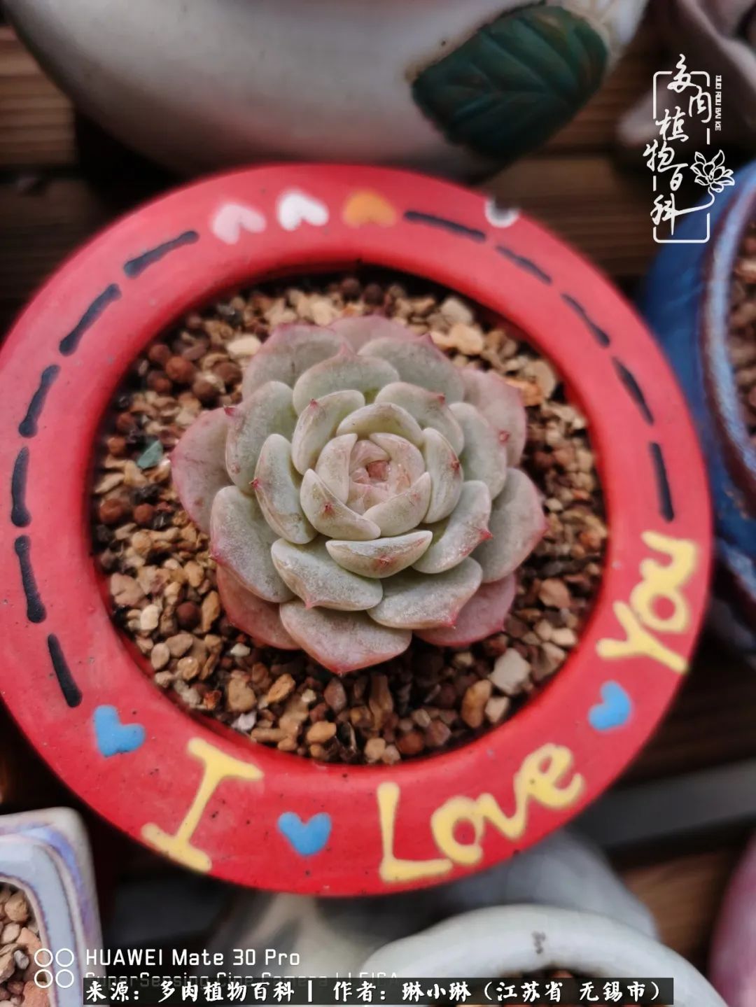 多肉变美是需要时间的,千万别辜负了多肉变美的黄金季节