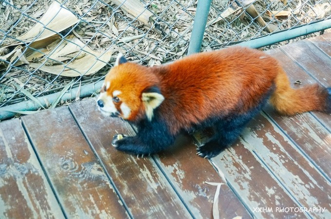 成都本地人去的最好吃的美食,中国姑娘吃成都美食