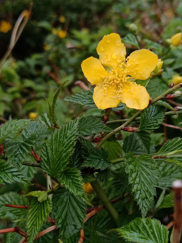 最喜欢在雨中徜徉的感觉,徜徉在雨中月季花海中