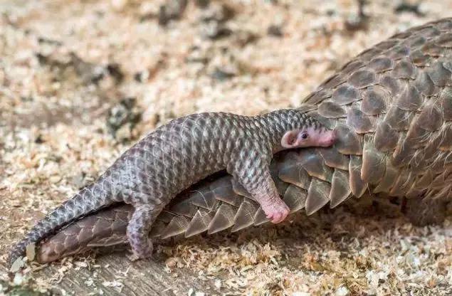 男子携带文物出境海关被拦下,男子入境澳洲被海关拦下