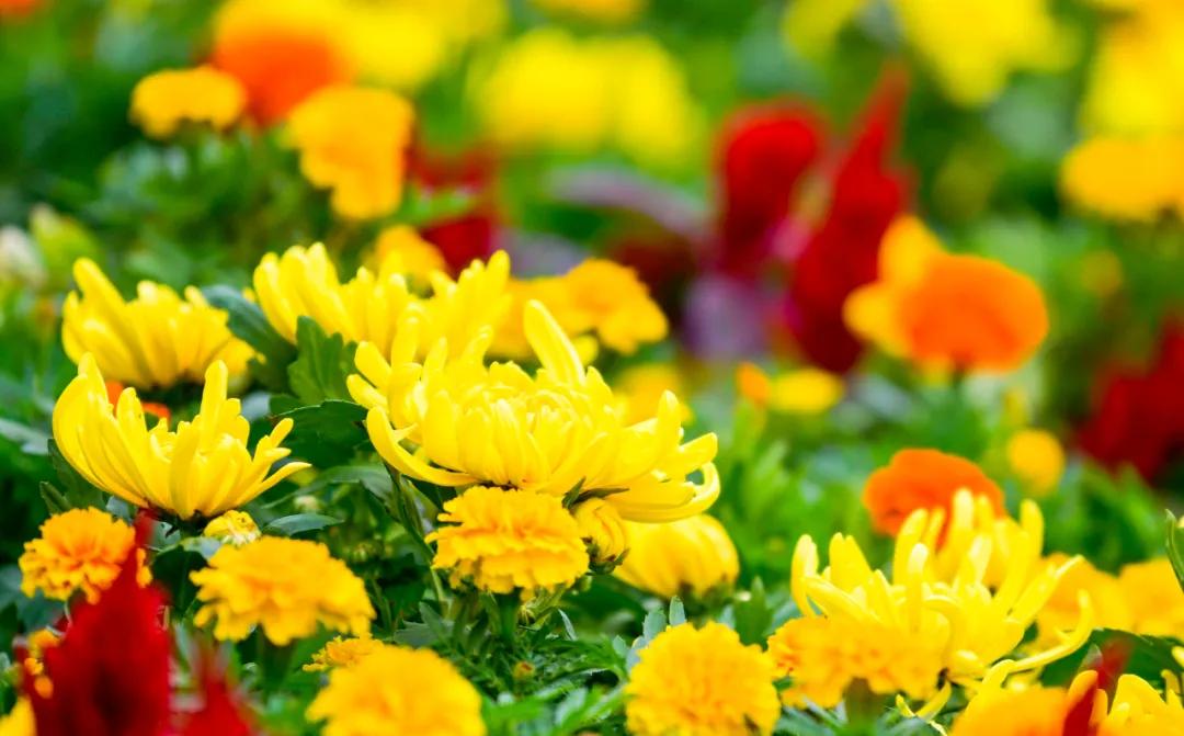 藏不住了！国庆节苏州这片花海美哭了！大人小孩玩到不想走