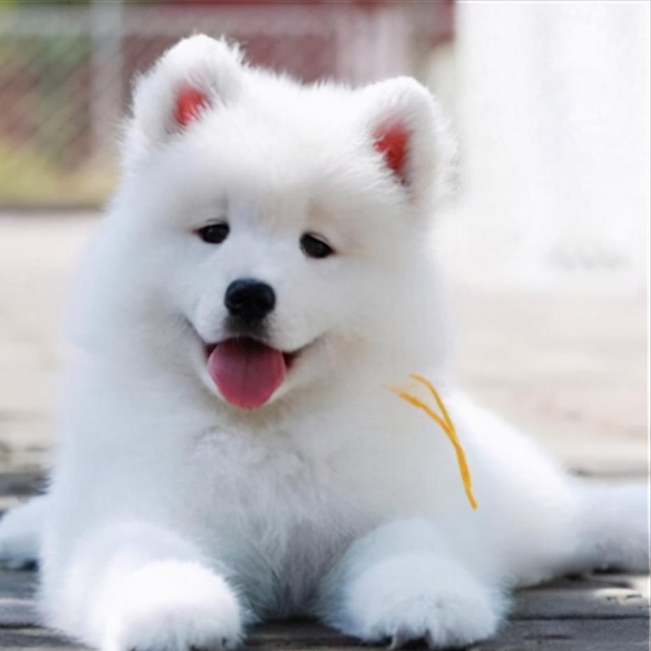 盘点最乖的4种狗和最顽皮的4种狗,最听话和聪明的狗狗是什么