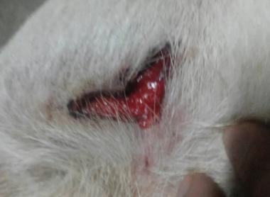 法斗潜水淹死了,法斗在宠物医院洗澡意外死亡后续