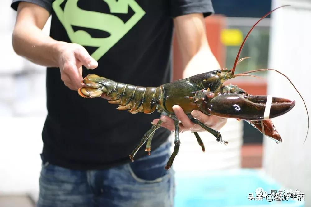 世界上的各种龙虾,世界上最大龙虾