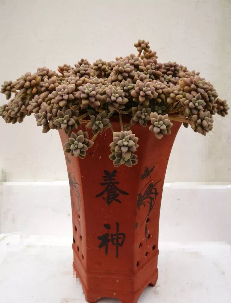 一花一叶一世界多肉,一花一世界多肉之美