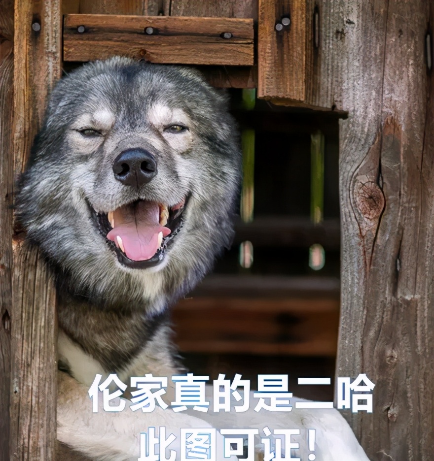 一只哈士奇都比人帅,一只哈士奇笑容跟我们人类一样