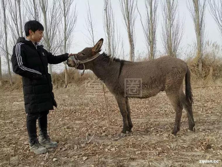 NO.855：阿克苏本地求职招聘、出租转让、农林牧副渔…信息大全