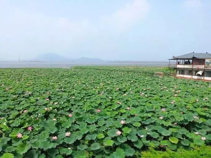 中国著名赏荷胜地,中国最著名的十大赏荷地