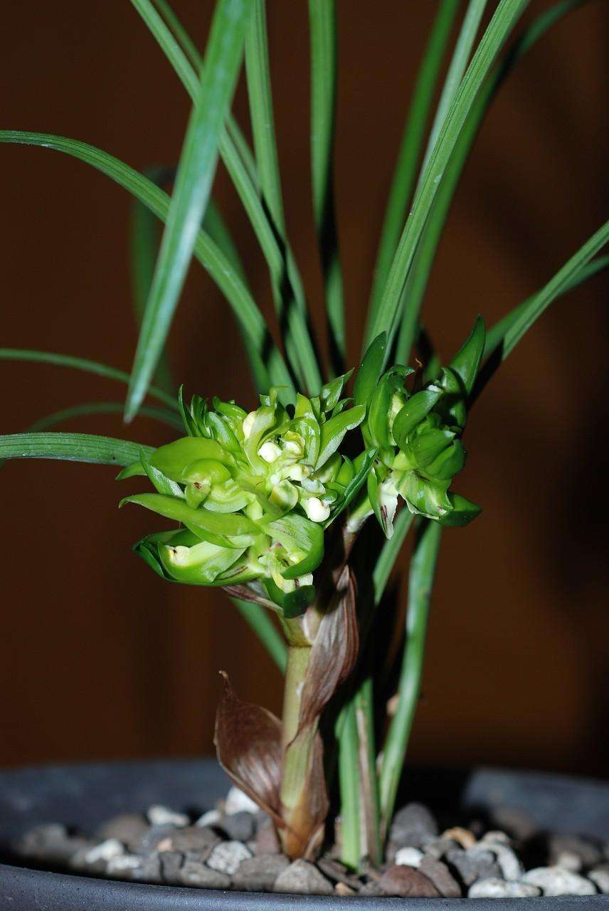 带浓郁香味的兰花,哪些兰花的香气很浓郁推荐几种
