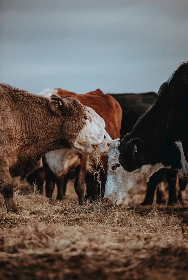 牛巴氏杆菌病,牛巴氏杆菌病疫苗使用说明
