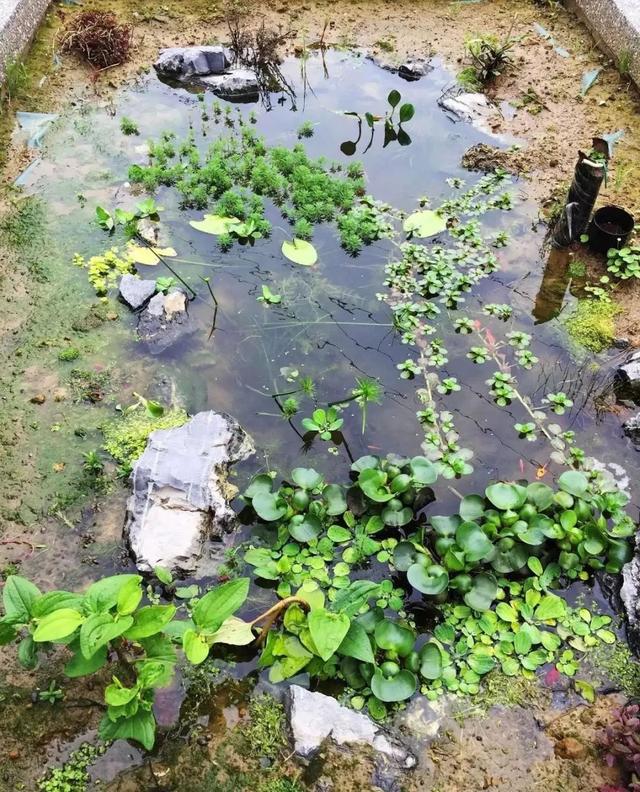 鱼池如何改导致花池,花池改鱼池如何做过滤