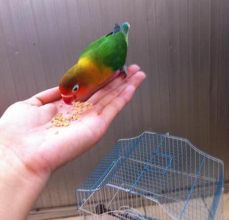 对“啥都吃”的牡丹鹦鹉，可别乱喂，辣椒、巧克力这是鸟能吃的吗