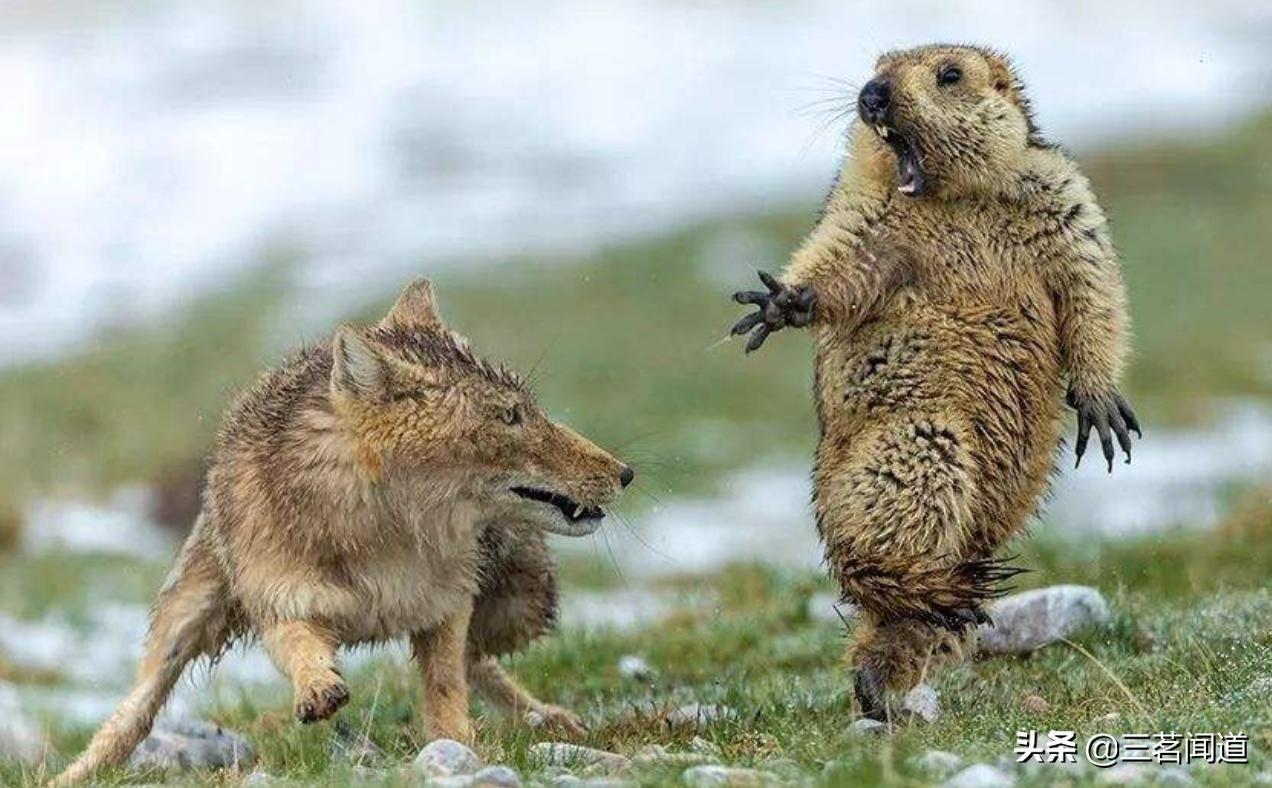 野生黄鼠狼,在东北最不能惹的动物就是黄鼠狼