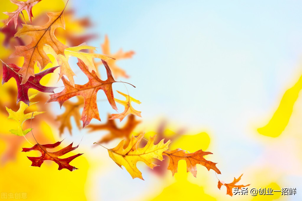 1300度都没烧掉这一片树叶，小项目，好厉害