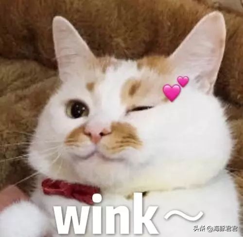 北京小公主靠吸猫血成百万大V，直播整容、大照骗、2年养死3只猫