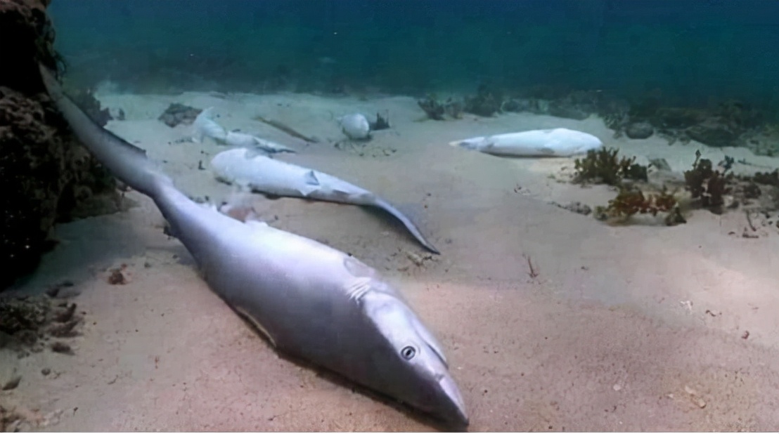 哥伦比亚成功抓获头号毒枭,哥伦比亚近期抓捕新闻