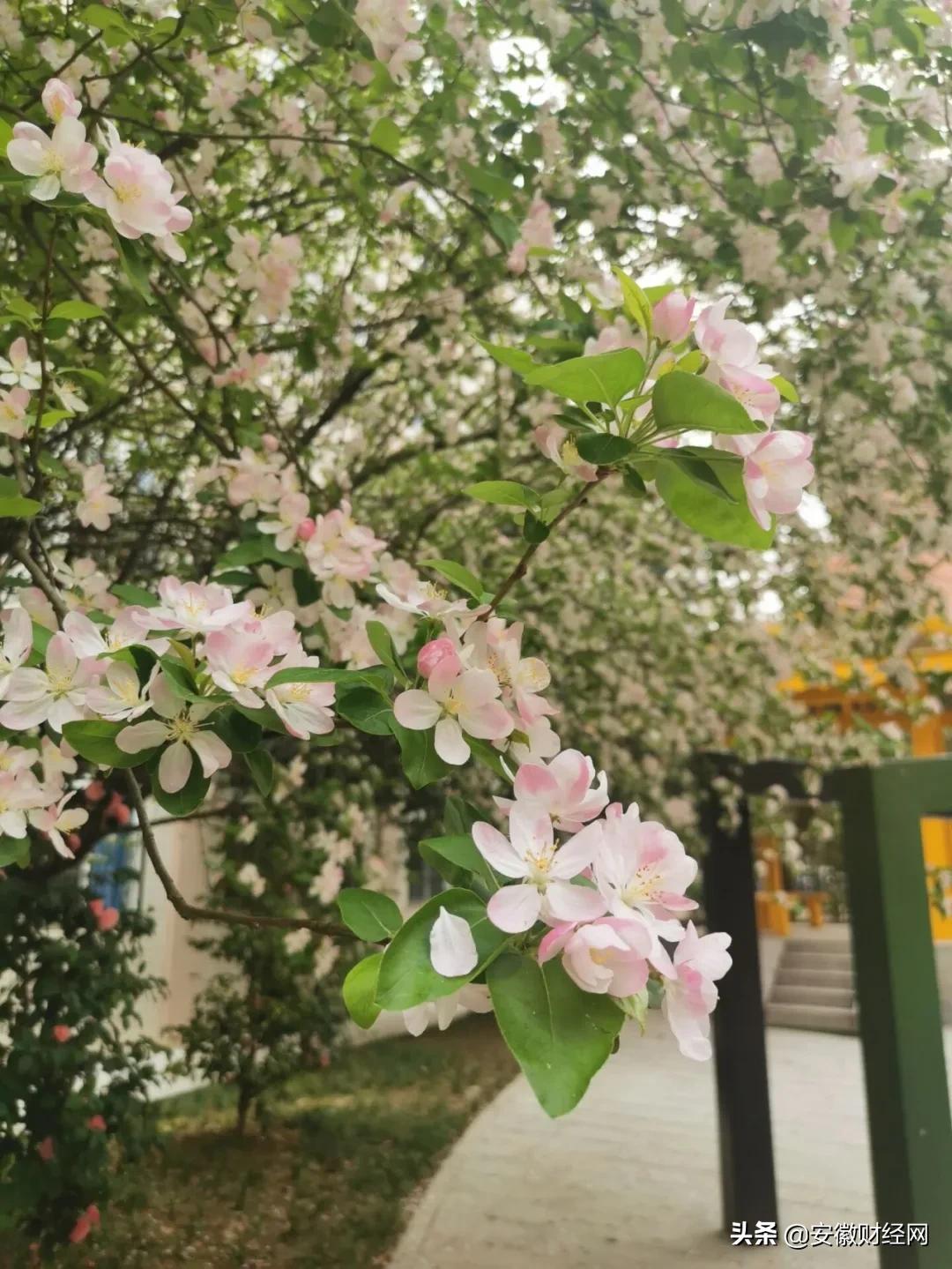 花都开好了现场完整版,花都开好了合唱合拍